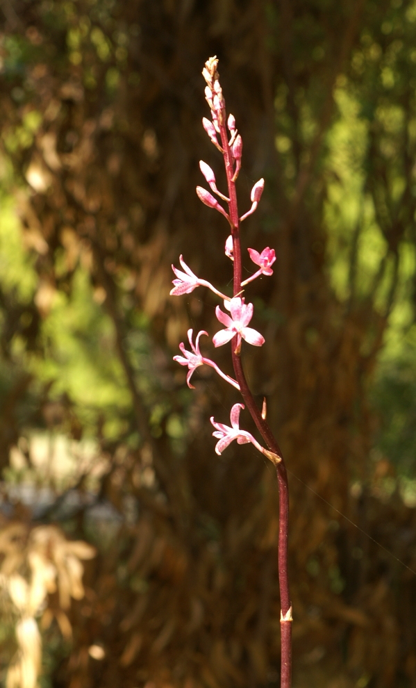 Dipodium roseum